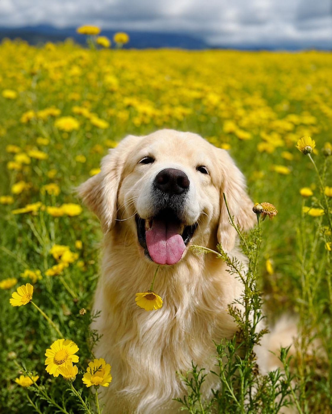 Original customer pet photograph